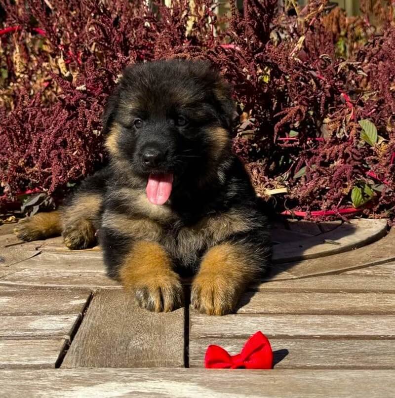 The Traits That Make German Shepherd Puppies Exceptionally Trainable