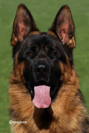 Top Reasons To Opt For A German-Bred German Shepherd Instead Of An American GSD