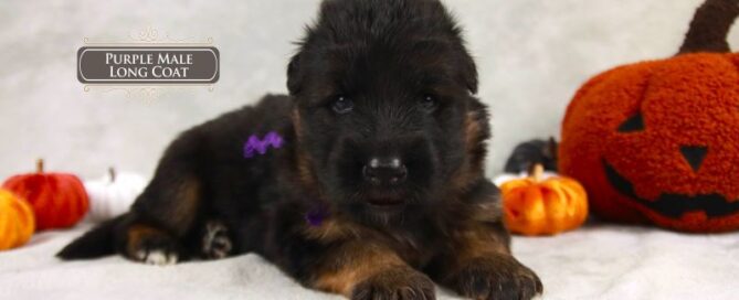 Traits Of High-quality German Shepherd Puppies
