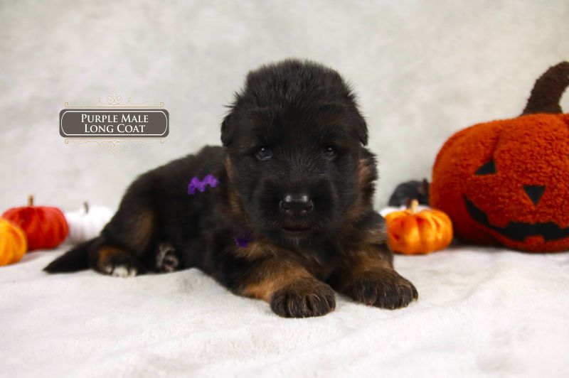 Traits Of High-quality German Shepherd Puppies Traits Of High-quality German Shepherd Puppies
