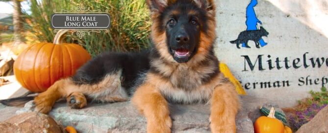 Understanding Black And Red Coat German Shepherd Puppies