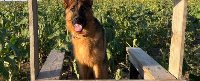 Understanding Pedigrees In German Shepherd Breeding