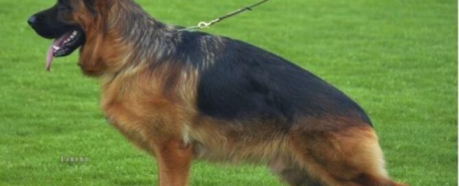 What To Expect From A German Shepherd Stud Service