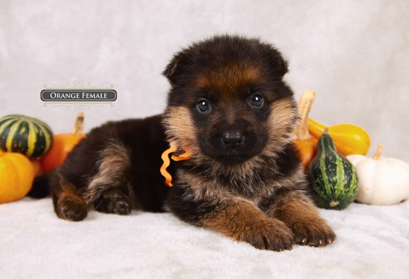 Why Choose A German-Bred German Shepherd Over An American GSD?