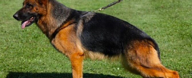 Why German Shepherds Are Ideal For Protection Roles
