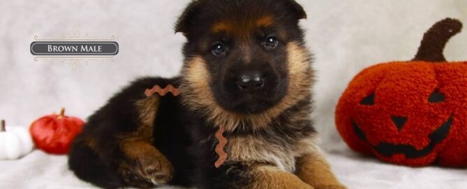 Your Guide To Purchasing A Trained German Shepherd In America