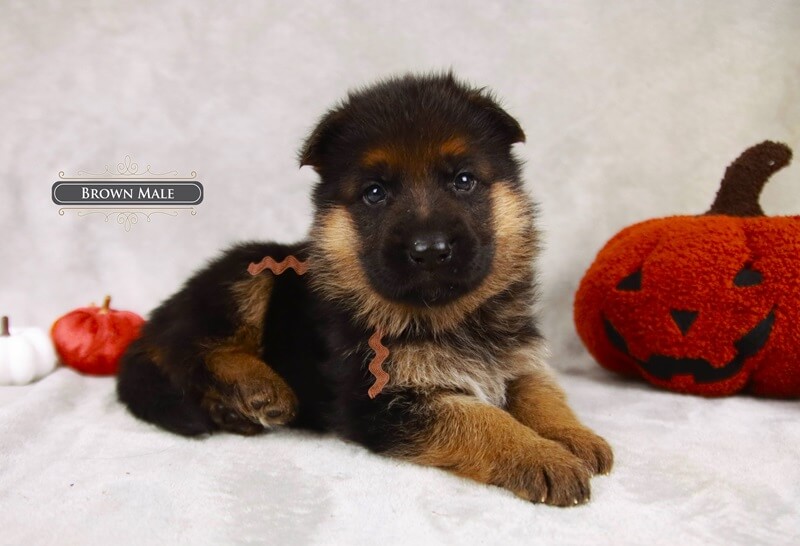 Your Guide To Purchasing A Trained German Shepherd In America