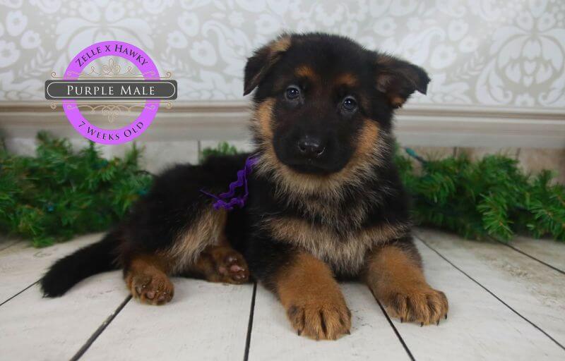 Athletic German Shepherd Puppies In Wonder Lake Athletic German Shepherd Puppies In Wonder Lake
