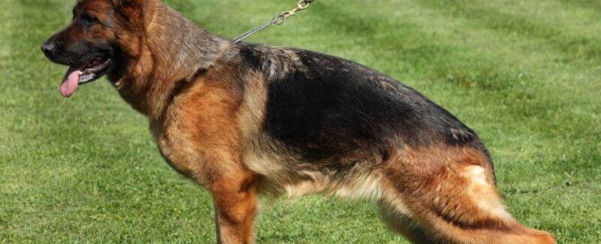 Excellent German Shepherd Breeder In Illinois