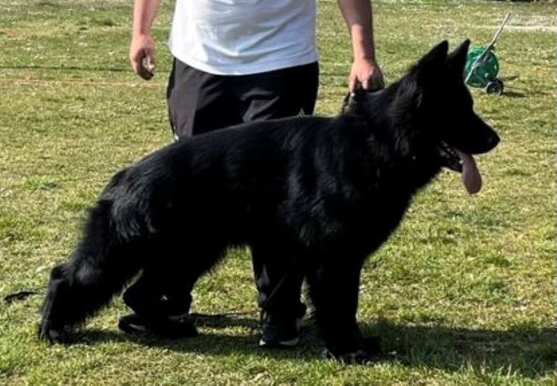 Friendly Black German Shepherds In Wonder Lake