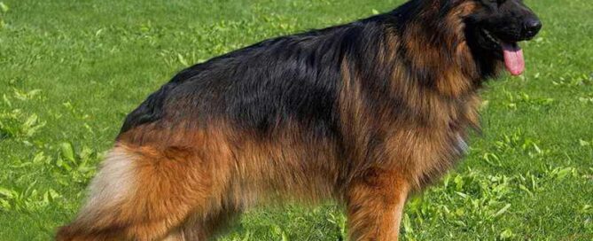 Loyal Trained German Shepherds In Illinois