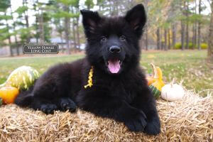 Obedient German Shepherd Trained Puppies In Wonder Lake