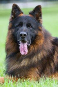 Powerful Trained German Shepherds In Wonder Lake