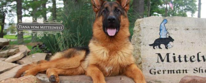 Protective German Shepherd For Sale In Illinois