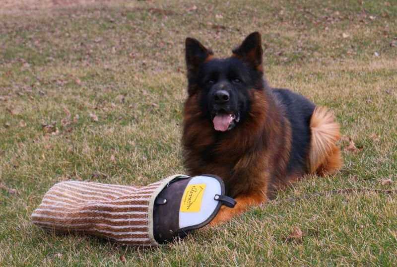 Protective Trained German Shepherds In Illinois