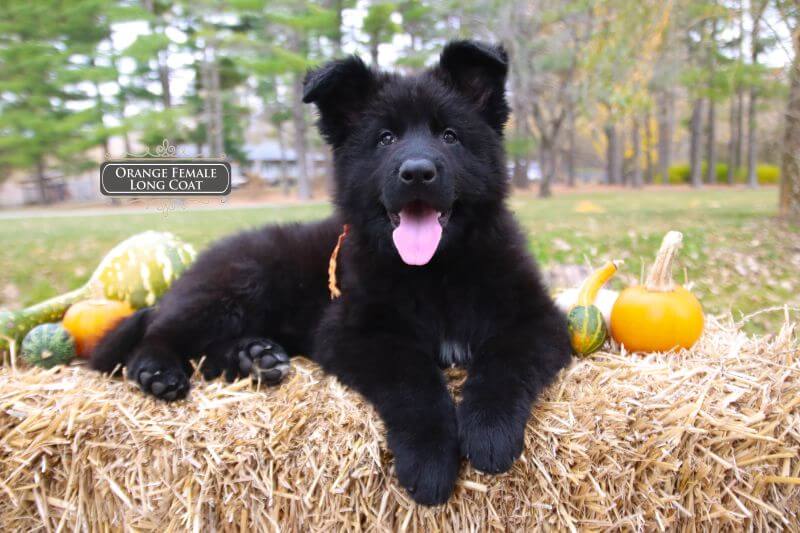 Purebred Black German Shepherd In Illinois