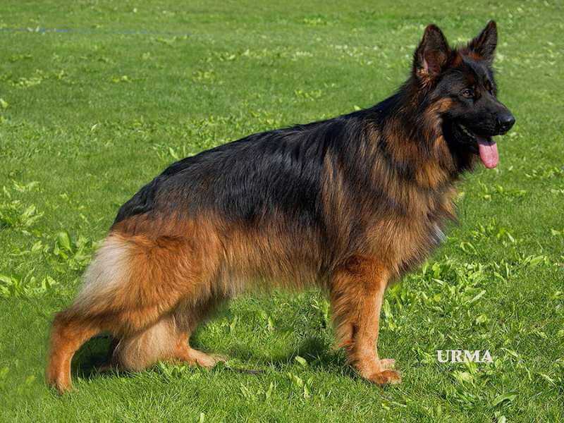 Purebred Long-Haired German Shepherd In Illinois