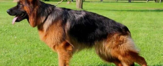 Registered Long-Haired German Shepherd In Illinois