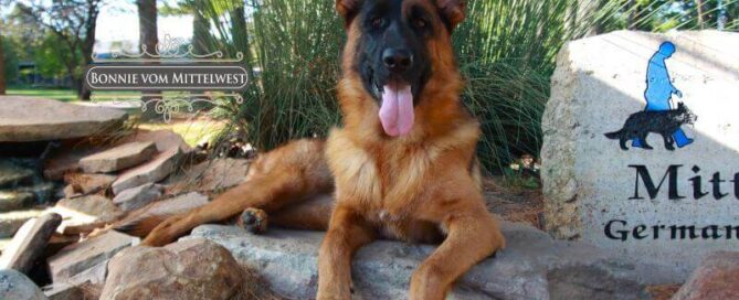 Trainable German Shepherd Service Dog In Illinois