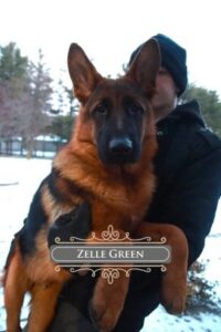 Athletic West German Working Line German Shepherd In Illinois