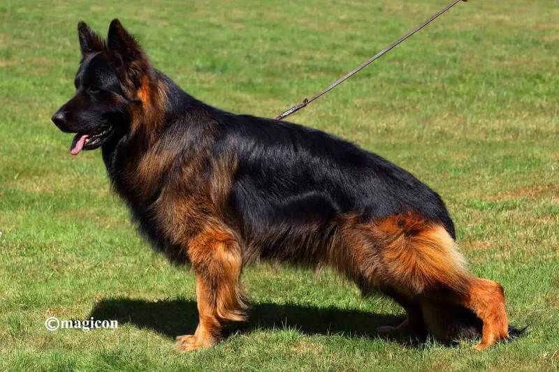 Bold American German Shepherd In Illinois