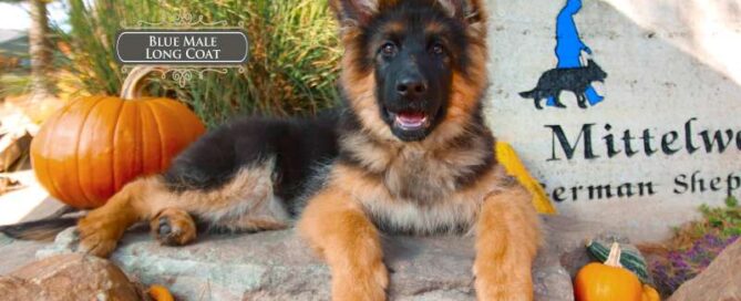 Bold German Shepherds Puppies In Illinois