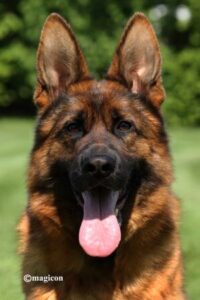 Excel German Shepherds With Training Commands In Illinois