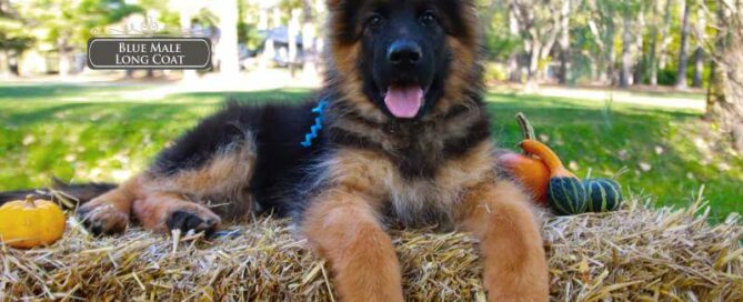 Intelligent German Shepherd Puppies In Illinois