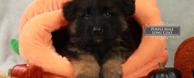 Majestic German Shepherd Breeder In Illinois