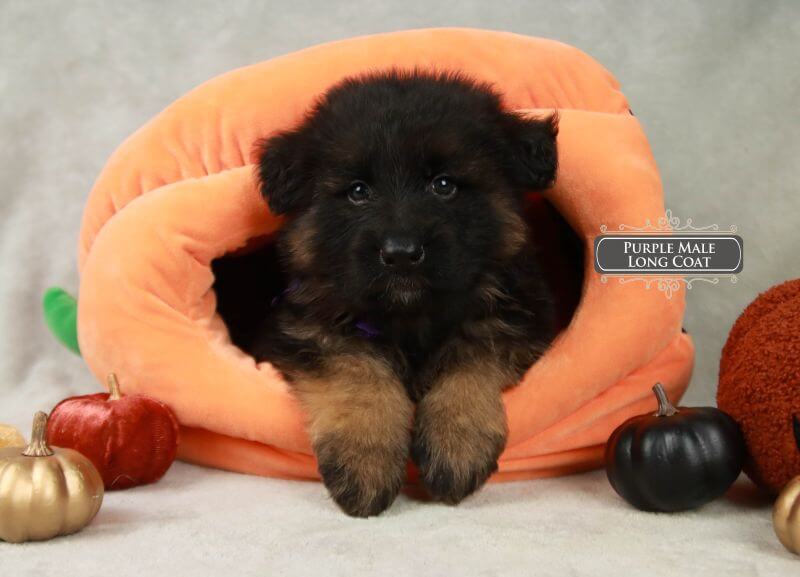 Majestic German Shepherd Breeder In Illinois Majestic German Shepherd Breeder In Illinois
