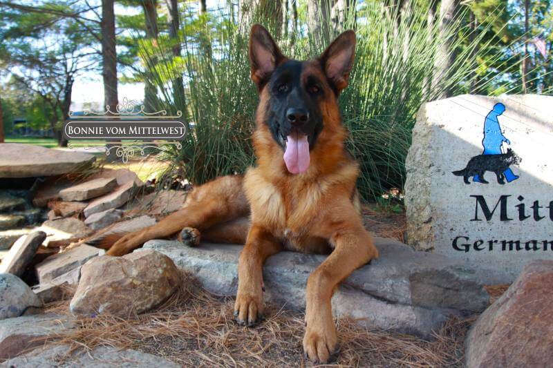 Purebred Show Line German Shepherd In Wonder Lake Purebred Show Line German Shepherd In Wonder Lake