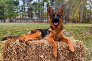 Good German Shepherds Shedding
