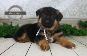 Healthy German Shepherd Puppy Breeder