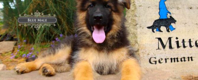Healthy German Shepherds Breeder