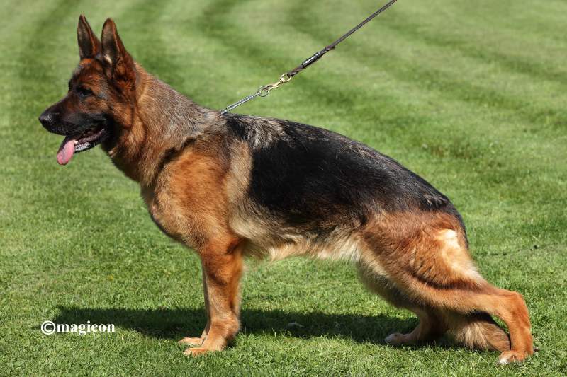 Healthy German Shepherds Shedding