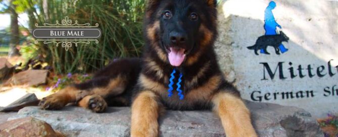 Ideal Age To Bring Home A German Shepherd Puppy