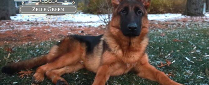 Pedigree German Shepherds Breeder In Wonder Lake