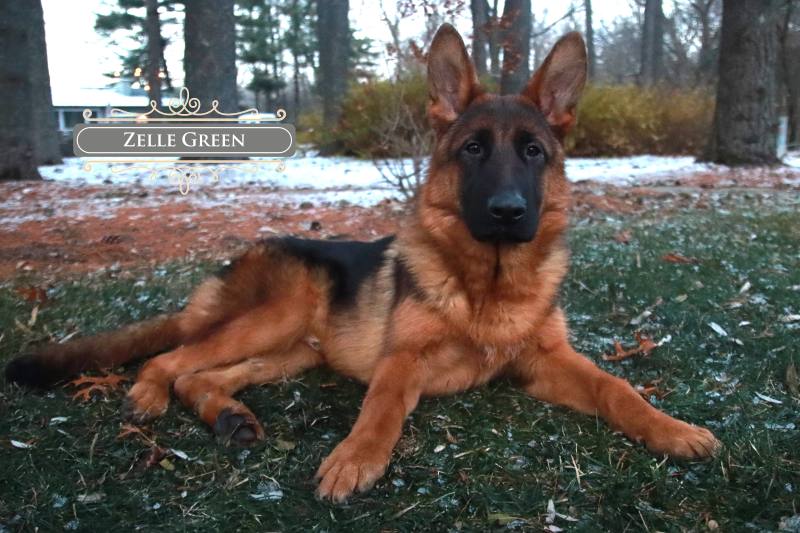 Pedigree German Shepherds Breeder In Wonder Lake Pedigree German Shepherds Breeder In Wonder Lake