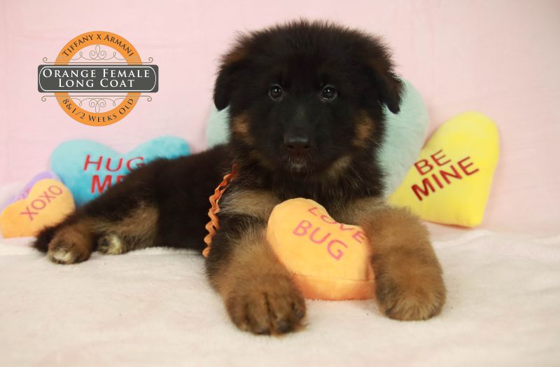 Top German Shepherds Breeder In Wonder Lake