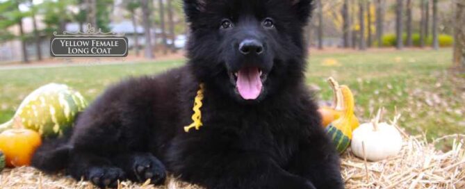 1 Month Old German Shepherd Puppies For Sale