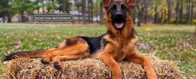 All You Need To Know About German Shepherd Nutrition