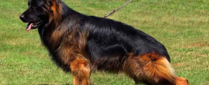 Benefits Of Buying A Trained German Shepherd