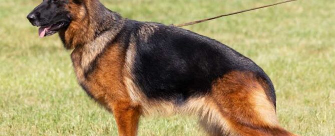 Different Types Of German Shepherd