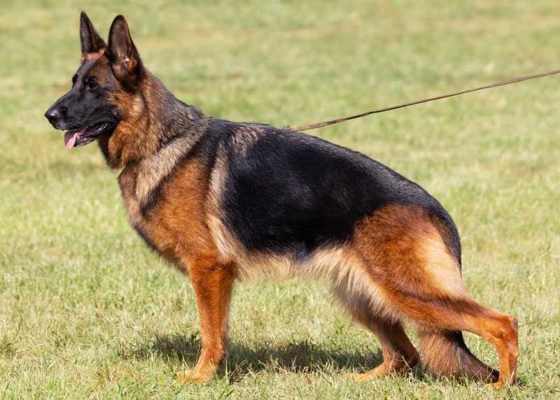 Different Types Of German Shepherd Different Types Of German Shepherd