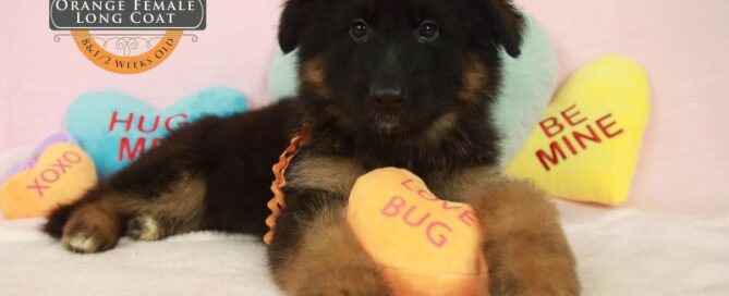 German Shepherd Puppy Pedigree Guide