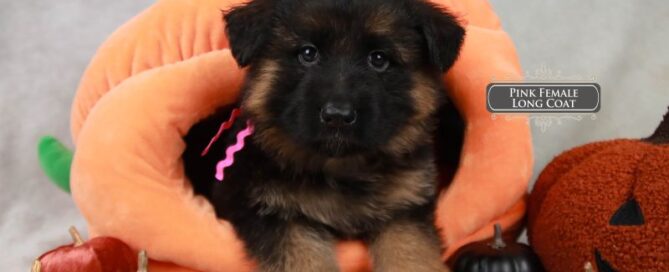 Get A Female German Shepherd Puppy For Sale