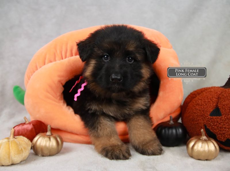 Get A Female German Shepherd Puppy For Sale Get A Female German Shepherd Puppy For Sale