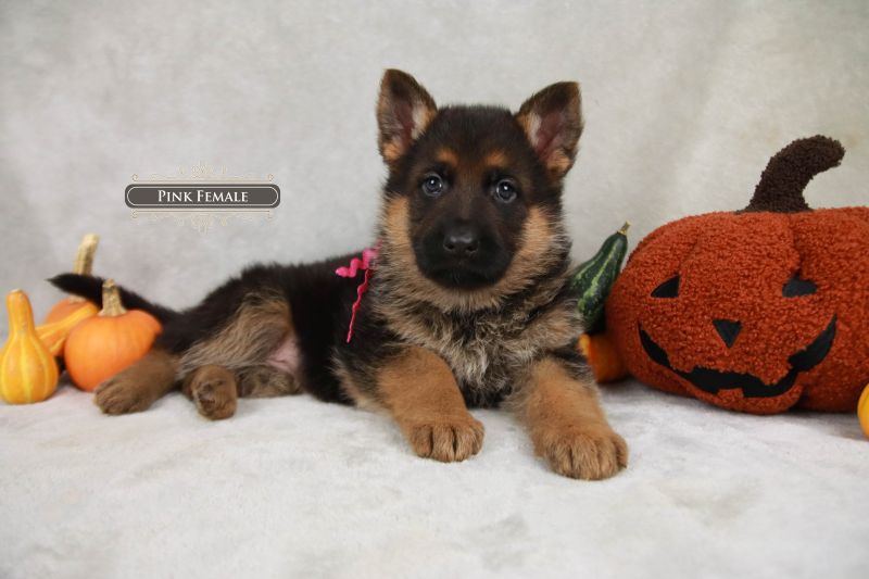 Pedigree Tips for German Shepherd Puppy Buyers