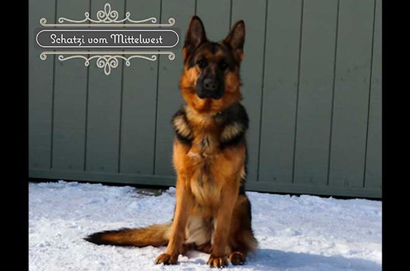 Adult German Shepherds For Sale In Illinois