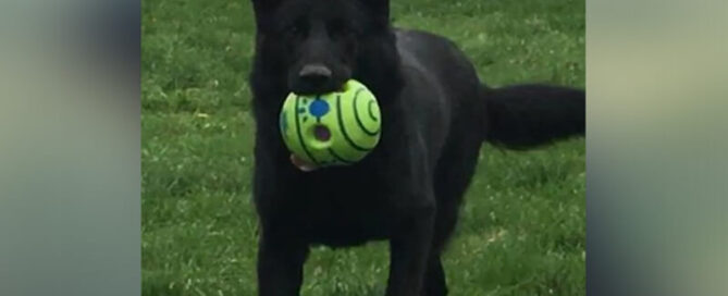 Families Looking For German Shepherds For Sale